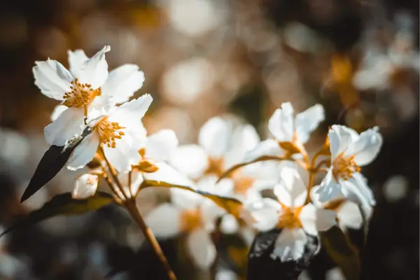 Um Guia Completo para Florescer a Beleza do Jasmim do Caribe